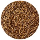 20 kg Mehlwürmer Vogelfutter